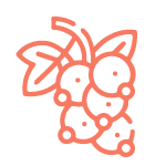 Etikety na ríbezľovicu